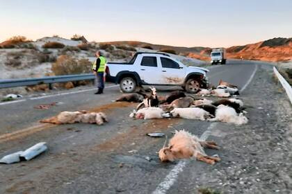 Precaución por la presencia de animales sueltos en la ruta en varios sectores
