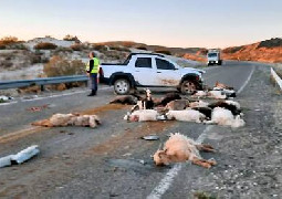 Precaución por la presencia de animales sueltos en la ruta en varios sectore...