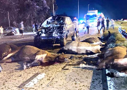 ESTADO DE RUTAS NACIONALES  CON  ANIMALES SUELTO EN RUTA . CONDUCIR CO...