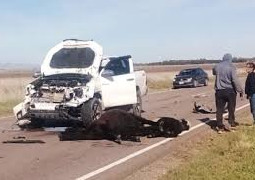 ESTADO DE RUTAS NACIONALES : ANIMALES SUELTOS EN RUTAS . CONDUCIR  CON...