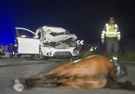 ESTADO DE RUTAS NACIONALES : ANIMALES SUELTOS EN RUTAS