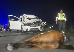 ESTADO DE RUTAS NACIONALES : ANIMALES SUELTOS EN RUTAS