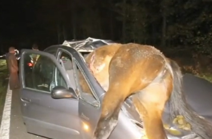 ESTADO DE RUTAS NACIONALES ; PRESENCIA DE ANIMALES SUELTO CONDUCIR CON UN MEDICO