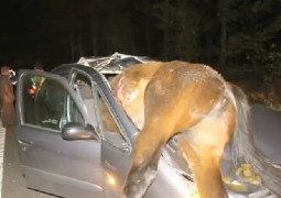 ESTADO DE RUTAS NACIONALES ; PRESENCIA DE ANIMALES SUELTO CONDUCIR CON UN MED...