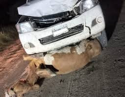 ESTADO DE RUTAS NACIONALES , PRECAUCION ANIMALES SUELTOS EN RUTA CONDUCIR CON UN MEDICO ABORDO