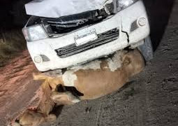 ESTADO DE RUTAS NACIONALES , PRECAUCION ANIMALES SUELTOS EN RUTA CONDUCIR CON UN MEDICO  ABORDO