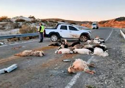 ESTADO DE RUTAS NACIONALES , CON ANIMALES SUELTOS; CONDUCIR ACOMPAÑADO DE UNA MEDICA