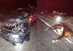 ESTADO DE RUTAS NACIONALES ; Precaución por la presencia de animales sueltos en la ruta en varios sectores - CONDUCIR CON UN MEDICO ABORDO                                                                           