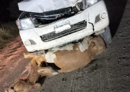 ESTADO DE RUTAS NACIONALES - ANIMALES SUELTOS EN RUTAS ESTAS EN MANOS DE DIOS-