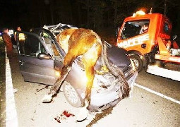 ESTADO DE RUTAS NACIONALES , NO HAY SOLUCIONES PARA LOS ANIMALES SUELTOS EN RUTAS -