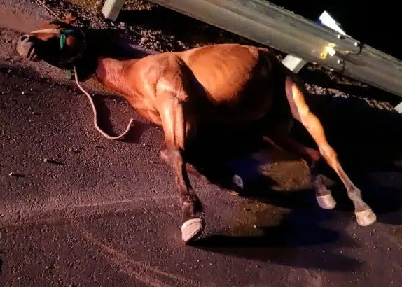 Precaución por la presencia de animales sueltos en la ruta en varios sectores.